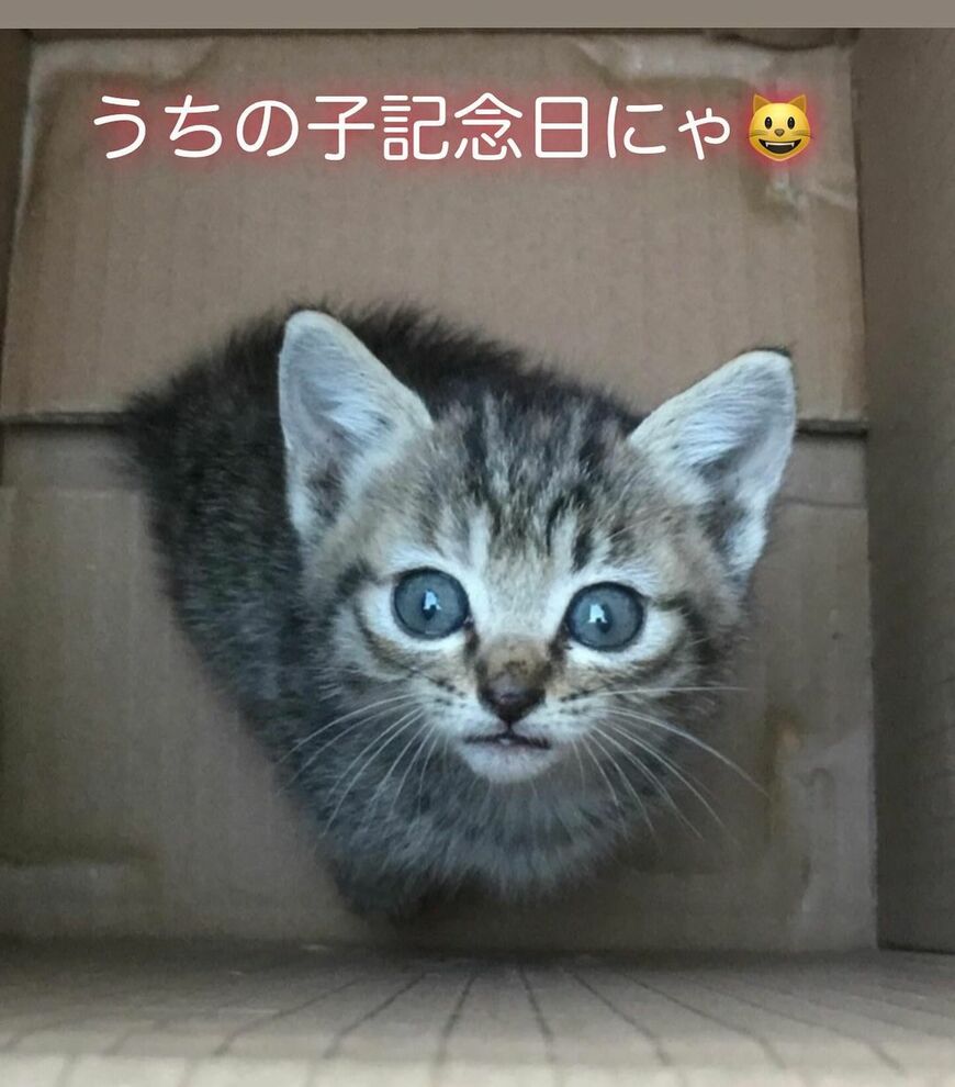 子猫