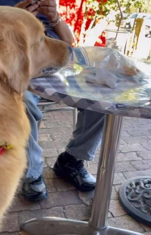 テーブルの方を向く犬