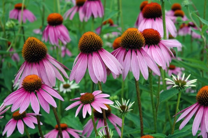 中心部が盛り上がった、ピンクのエキナセアの花々