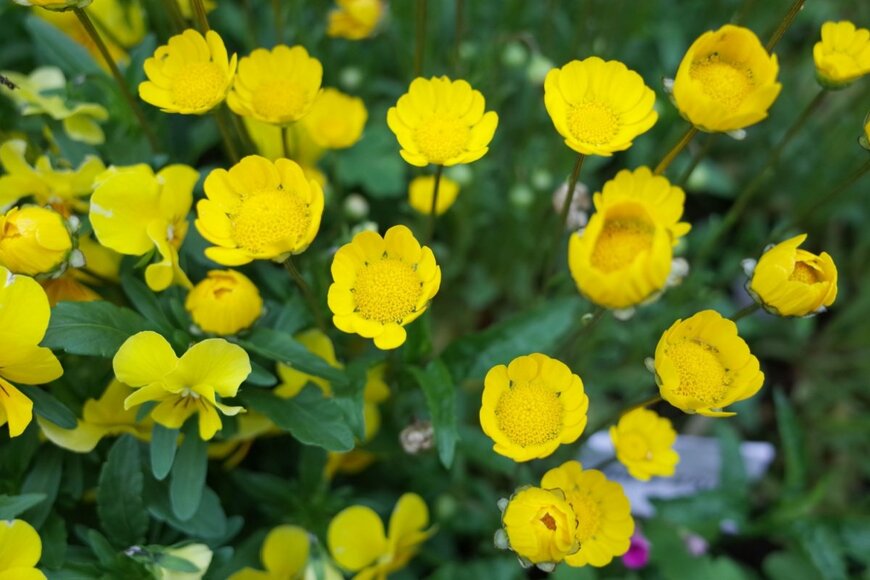 ムルチコーレの花がたくさん咲いている。色は明るい黄色。