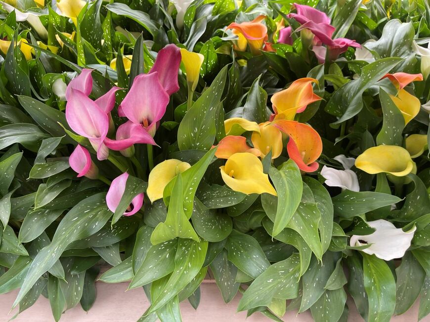 ピンクや黄色など、色とりどりの球根植物