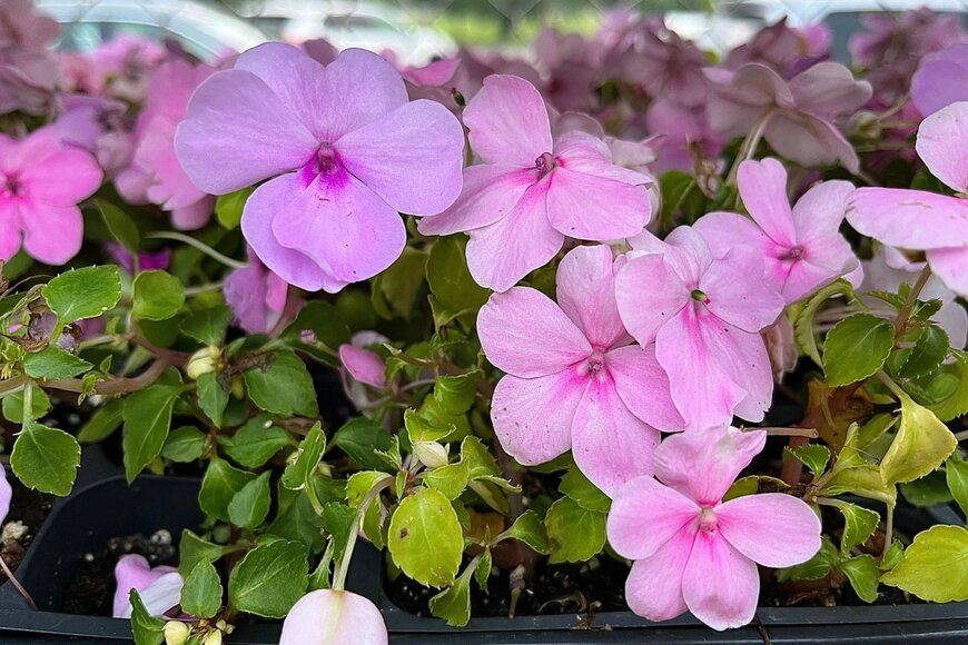 ピンク色の花を咲かせている、インパチェンス