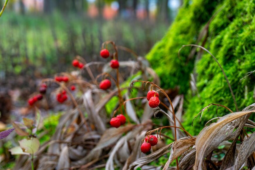花が咲き終わると実をつける「スズラン」