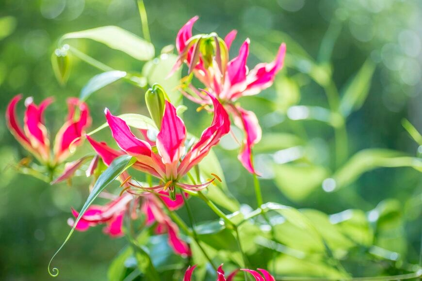 グロリオサ