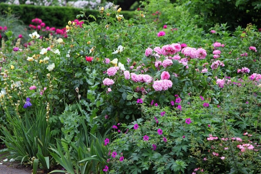 バラやそのほかの花が咲いている