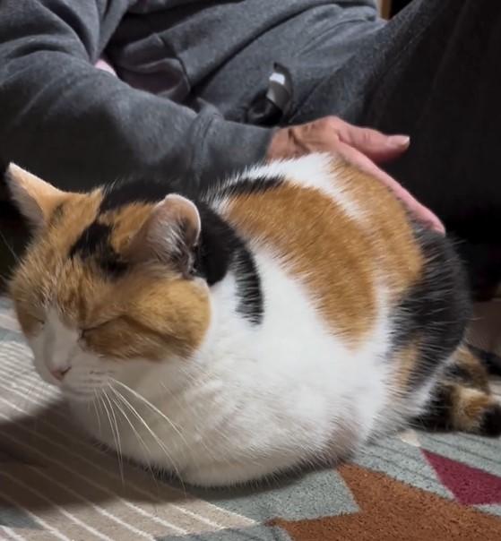 なでられるがままの猫