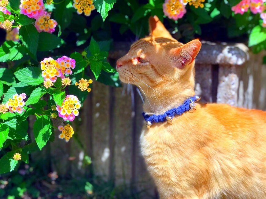 王子様のような猫