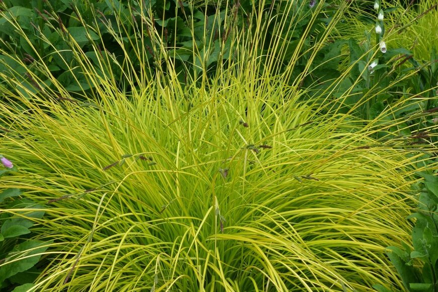 黄緑色の細長い葉を広げているカレックス