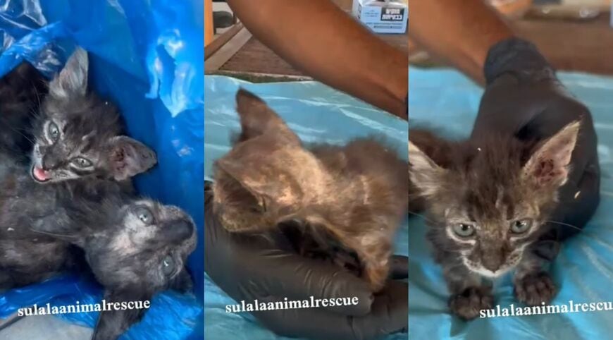 疥癬に苦しみ、路上で発見された2匹の子猫