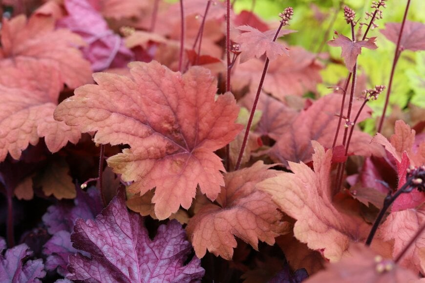 オレンジやワインレッドの葉を広げている、ヒューケラ
