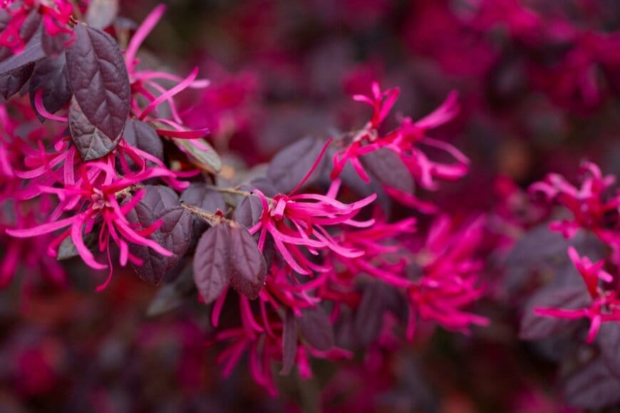 濃いピンク色の花を咲かせている、トキワマンサク。葉は銅色