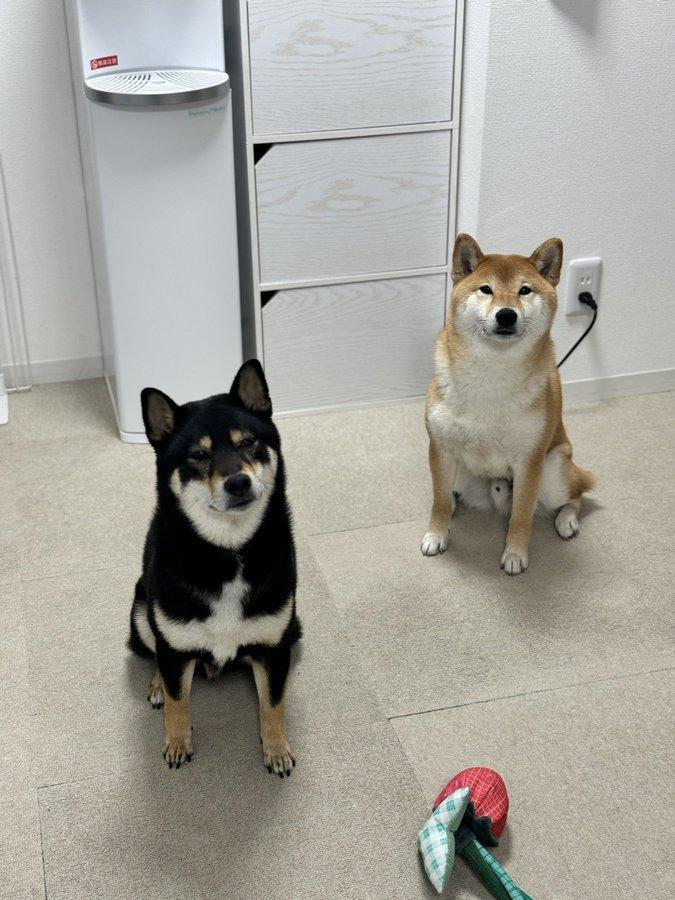 こちらを見つめる2匹の犬