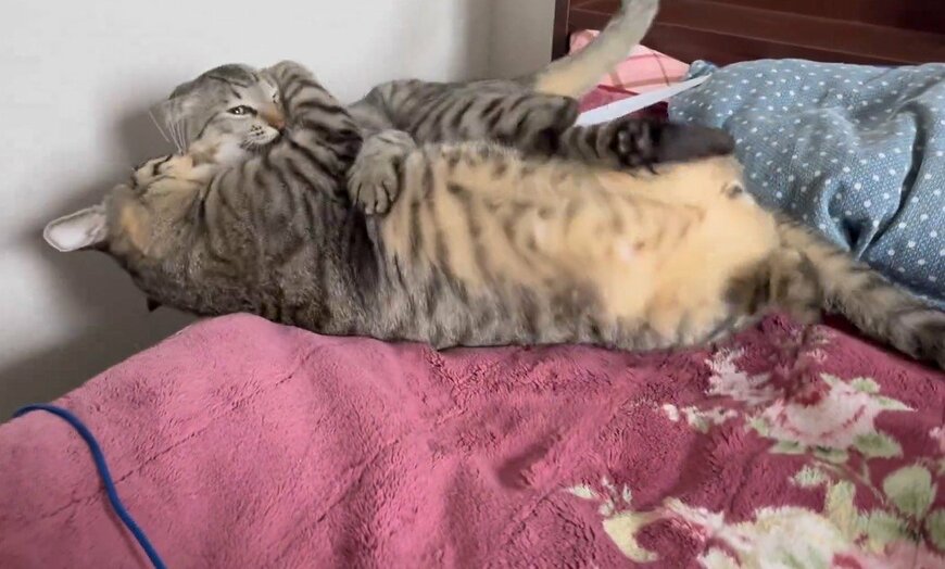 じゃれ合う2匹のキジトラ猫