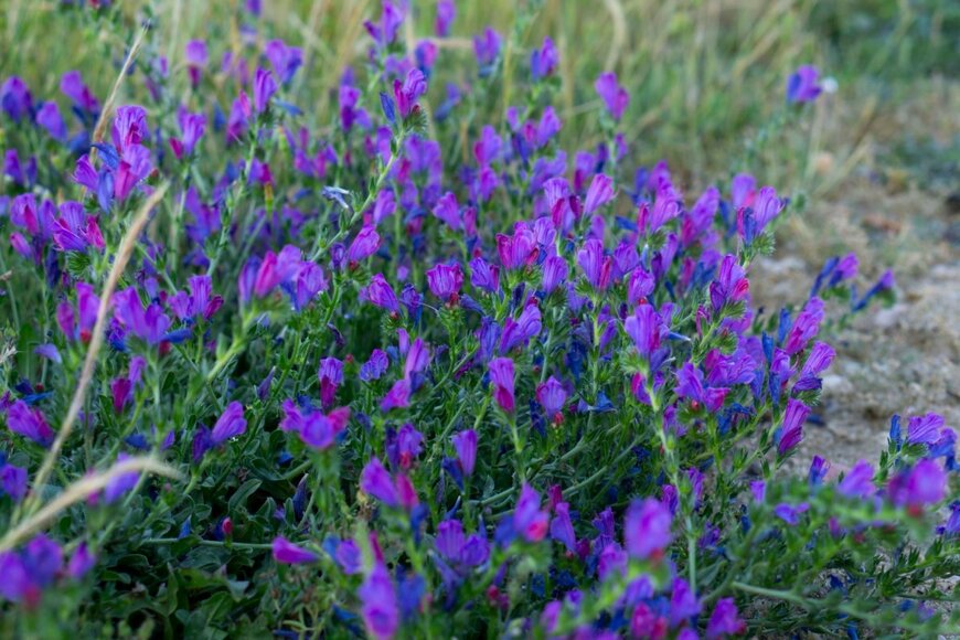 エキウムの花。色は濃い紫