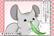 チンチラのおみくじ、ついに餌を食べられるように！入院は卒業できるか【チンチライフ139話】