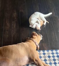 保護子猫と遊ぶ先輩猫　土佐犬が「痛がってない？大丈夫」心配すると切ない展開がほほえましい