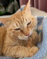 【考える猫】探偵猫ちゃんが事件を解決！？賢そうな顔つきに注目が集まる