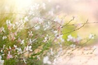 【植えっぱなしでナチュラルガーデン】毎年〈春～秋ずっと花咲く〉多年草7選！今が植えどきです