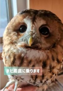 【フクロウさんのお留守番】ちょっと気が強いフクロウさんと、優しく面倒を見る飼い主さんの様子に癒される