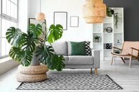 【ガーデニング×観葉植物】猛暑の夏も枯らさず育てる6つのコツ＆暑さに強いインテリアグリーン5選