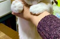 愛おしすぎる外出阻止を見せた保護猫さんが話題「もう休もう…」