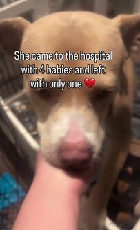 「そんなに辛い思いをしてきたのに、まだ幸せな結末を迎えていない」子犬3匹を失った母犬にSNSで温かな声援