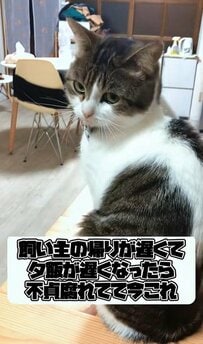 【ふてくされる猫ちゃん】ご飯の時間が遅くなってすねる様子が話題！怒ったような表情に注目