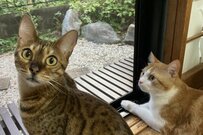 優雅に夕涼みする2匹の猫がかわいいとTwitterで話題に！まんまるおめめにも注目！