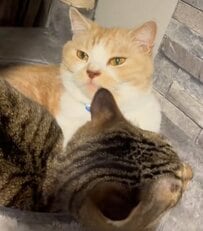 「めっちゃオモロイw」2匹の猫が「宇宙船」に入ると→予想外の結果に笑ってしまう