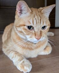 【2万6000いいね】美猫が伸びをした結果→思わず目を疑う豹変ぶりが大反響！