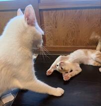 先輩に叱られた子猫が「可愛さでなんとかしよう」としたら…まさかの展開に笑っちゃう