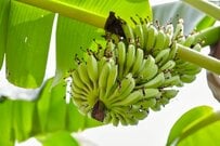 食用で売られていた「バナナの花」に思わず目を疑う　「食べられるの！？」「初めて見た」　