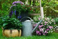 夏のガーデニングを「楽ちん・時短」に。植えっぱなしでも元気な植物オススメ5選