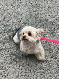 散歩中にすれ違ったマダム「何この子…！動いてる！」　あまりにも可愛いモコモコ犬さんに悶絶