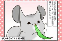 チンチラのおみくじ、ついに餌を食べられるように！入院は卒業できるか【チンチライフ139話】