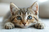 【次の年金支給は6月です！】ついに増額分が支給！2025年度の年金額＆60歳～89歳までの厚生年金と国民年金の平均月額一覧表