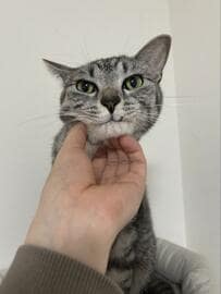 【悶絶】甘えん坊な猫さんをなでなでしたら…直後の表情に思わずホッコリ