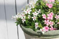 たった1ポットで素敵な「寄せ植え」の1鉢が完成！夏から秋まで小さな可愛い花がずっと咲く〈すぐ楽フェアリースター〉が素敵