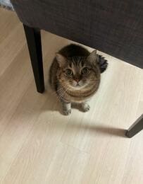 丸いお目目で見上げる猫が可愛すぎる！訴えかけるような表情がたまらない