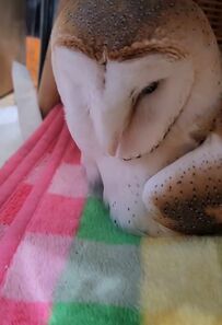 【抱卵するフクロウ】愛あるメンフクロウの抱卵の様子にSNSが大絶賛