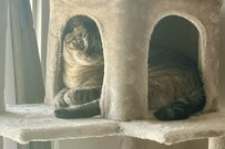 普段はかわいらしい猫ちゃん→夜に目撃された「あまりにも怖すぎる姿」にギョッとしてしまう