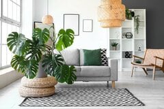 【ガーデニング×観葉植物】猛暑の夏も枯らさず育てる6つのコツ＆暑さに強いインテリアグリーン5選