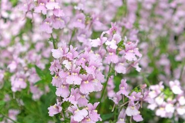 ガーデニング】ずっと咲き続ける花！？〈四季咲き性の多年草5選