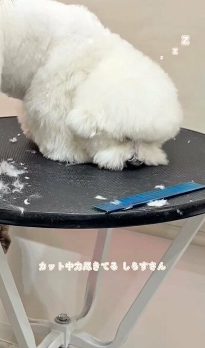 カット中にうっかり寝てしまうワンちゃん