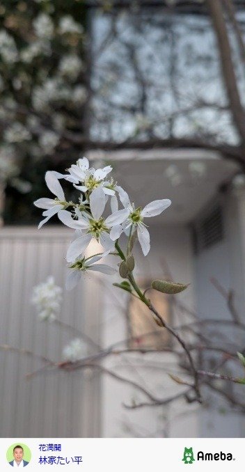 林家たい平の公式ブログ投稿