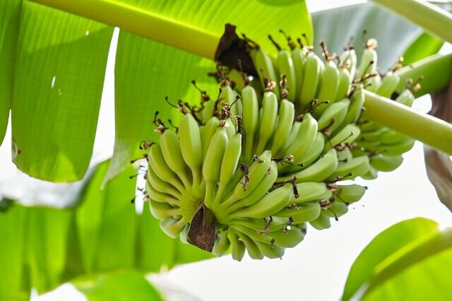 食用で売られていた「バナナの花」に思わず目を疑う　「食べられるの！？」「初めて見た」　