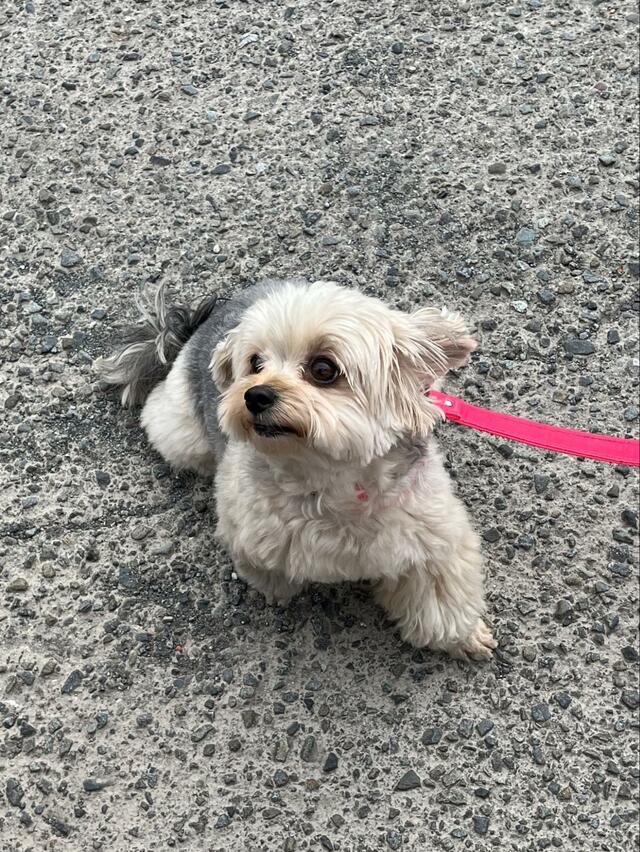 散歩中にすれ違ったマダム「何この子…！動いてる！」　あまりにも可愛いモコモコ犬さんに悶絶