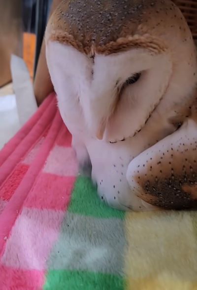 【抱卵するフクロウ】愛あるメンフクロウの抱卵の様子にSNSが大絶賛