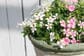 たった1ポットで素敵な「寄せ植え」の1鉢が完成！夏から秋まで小さな可愛い花がずっと咲く〈すぐ楽フェアリースター〉が素敵
