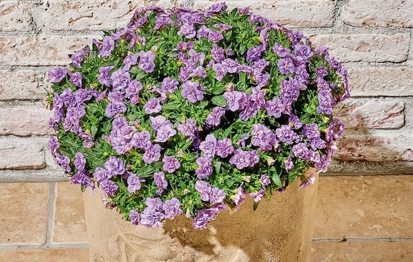 出所：サントリーフラワーズ　ミリオンベルプチホイップ